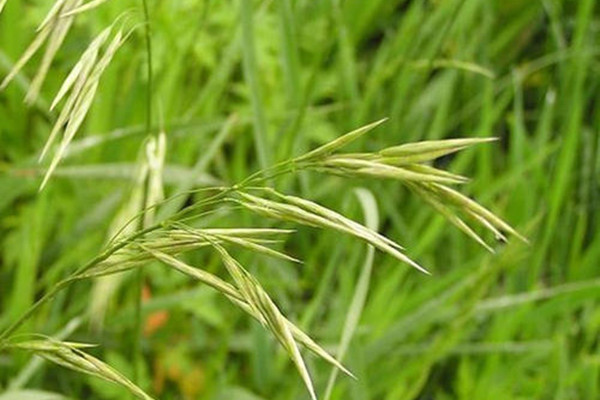 1627685893344008.jpg 無芒雀麥.jpg