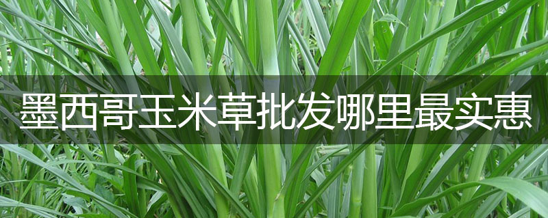 墨西哥玉米草批發(fā)哪里最實(shí)惠 墨西哥玉米草批發(fā)哪里最實(shí)惠