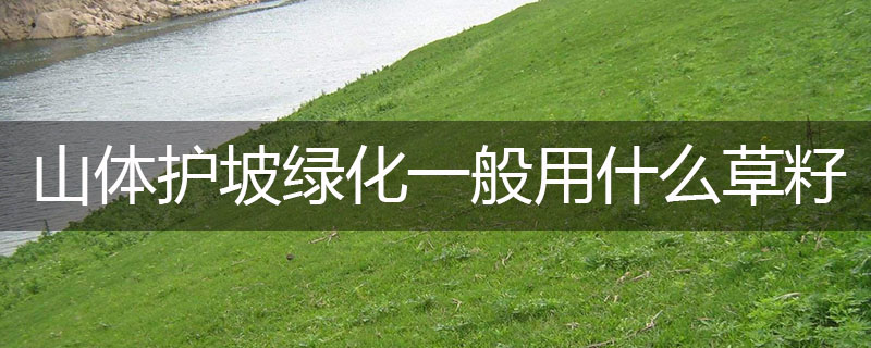 山體護(hù)坡綠化一般用什么草籽