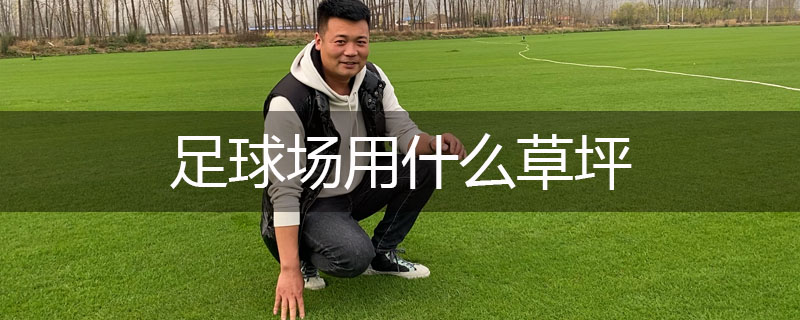 足球場用什么草坪