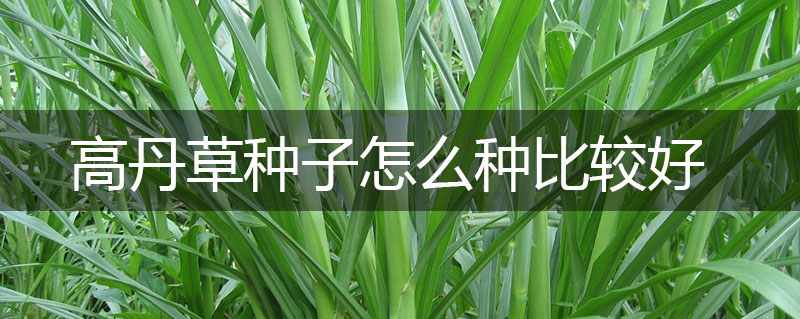 高丹草種子怎么種比較好 高丹草種子怎么種比較好