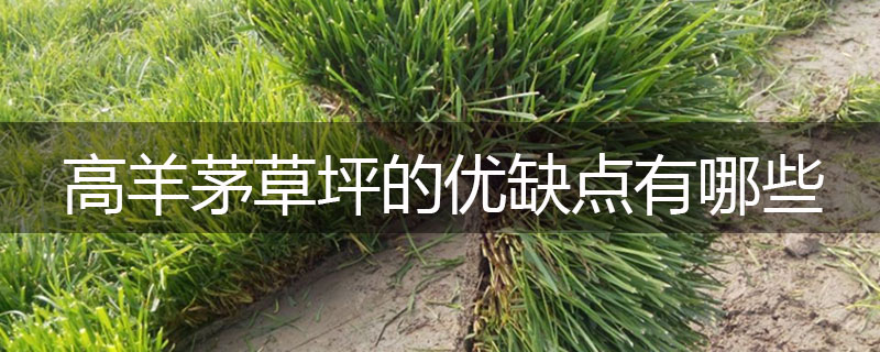 高羊茅草坪的優(yōu)缺點(diǎn)有哪些