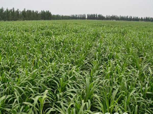 1627701623243861.jpg image.jpg