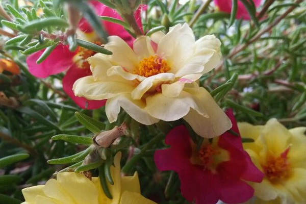 1627821546453596.jpg image.jpg