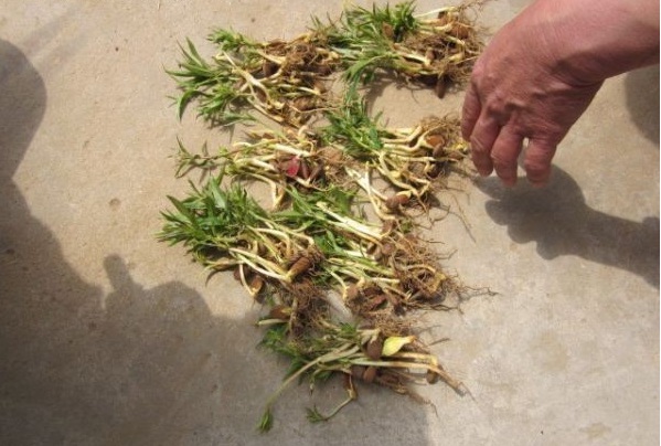 1627822086285511.jpg image.jpg