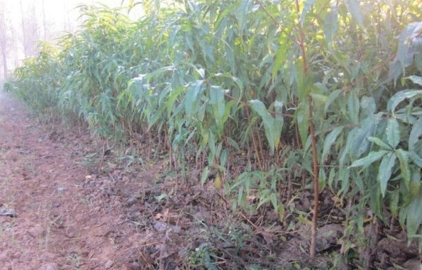 1627822094505494.jpg image.jpg