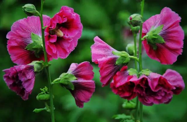 蜀葵繁殖介紹和病蟲防護