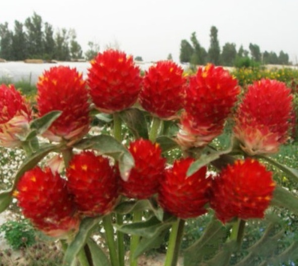 1627825484735360.jpg image.jpg