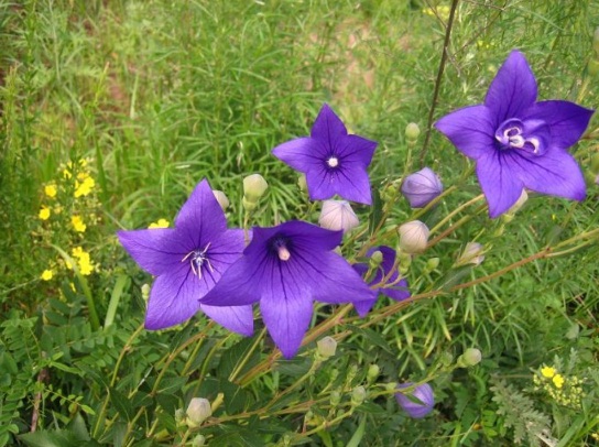 1627871848123711.jpg image.jpg