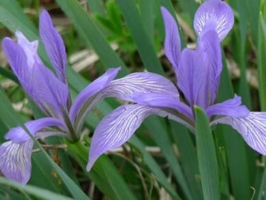 1627871948691153.jpg image.jpg