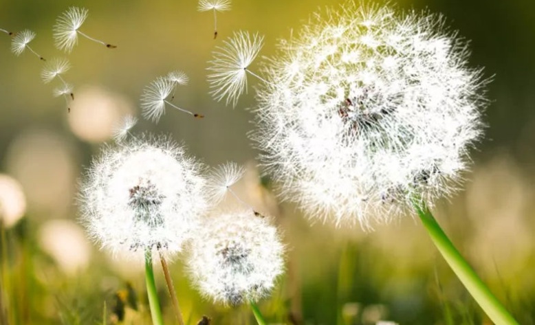 蒲公英3.jpg