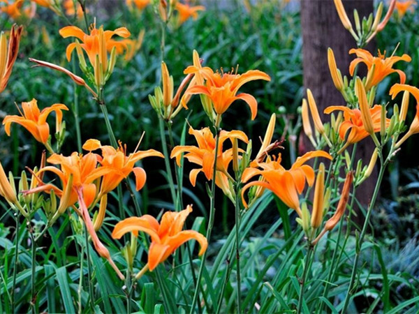 1627955260561094.jpg 萱草2_副本.jpg