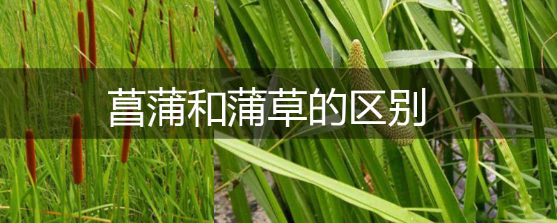 菖蒲和蒲草的區(qū)別