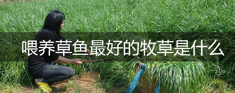 喂養(yǎng)草魚最好的牧草是什么