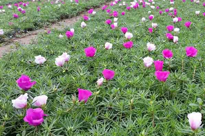 1627967108890864.jpg 半枝蓮2.jpg