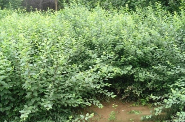 1627990473176525.jpg image.jpg