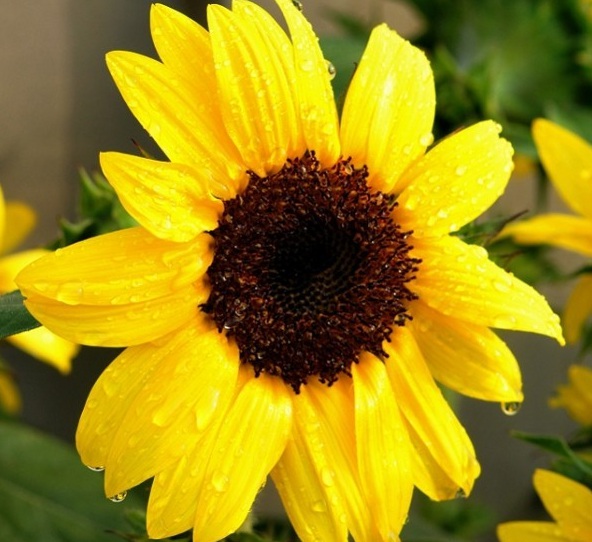 1627993933245555.jpg image.jpg