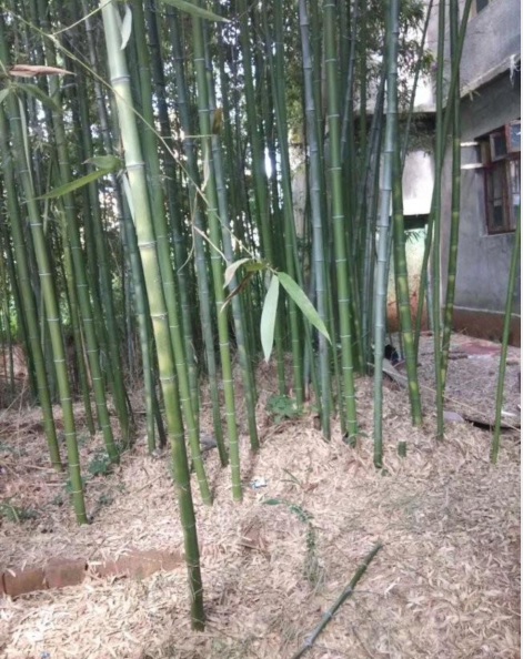 竹子2.PNG