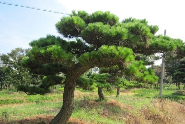 1628056755971514.jpg image.jpg