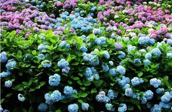 1628056921529997.jpg image.jpg