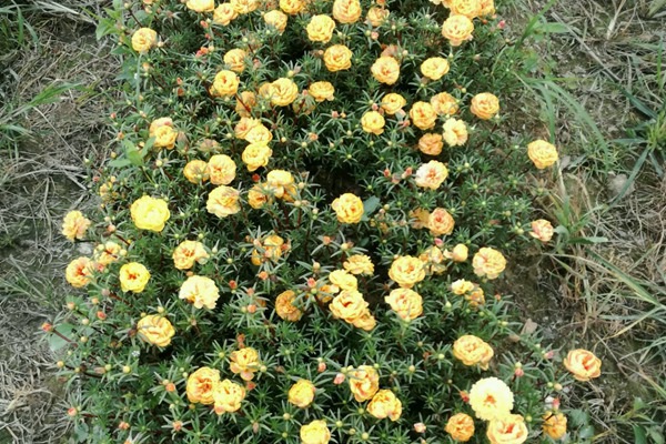 1628058192370586.jpg image.jpg