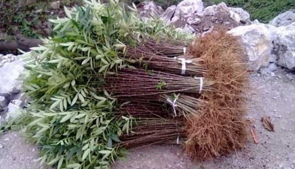 1628059150921778.jpg image.jpg