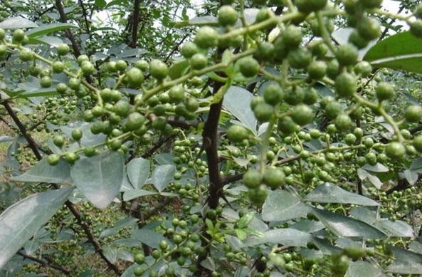 1628059166540426.jpg image.jpg