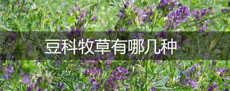 豆科牧草有哪幾種