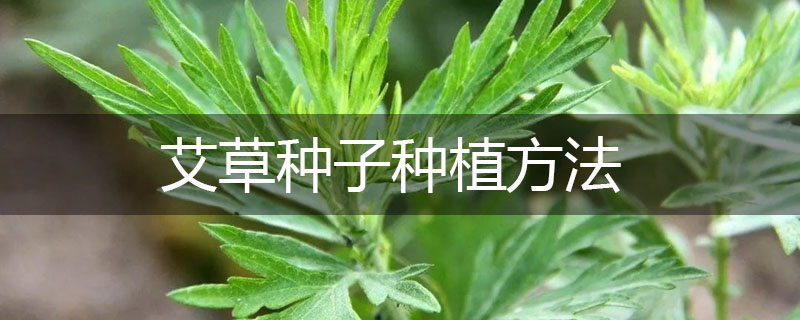 艾草種子種植方法 艾草種子種植方法