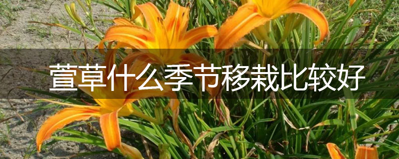 萱草什么季節移栽比較好