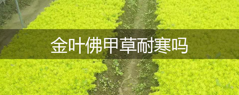 金葉佛甲草耐寒嗎 金葉佛甲草耐寒嗎