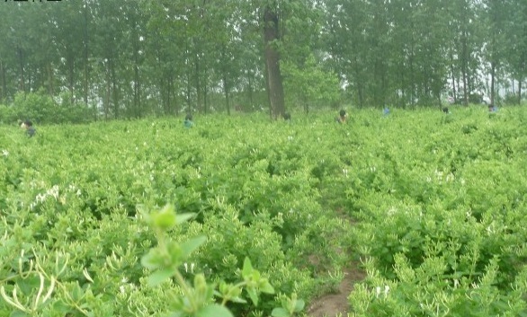 1628214971649181.jpg image.jpg