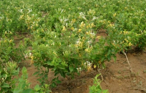 1628214981735203.jpg image.jpg