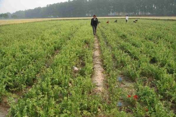 1628214990376758.jpg image.jpg