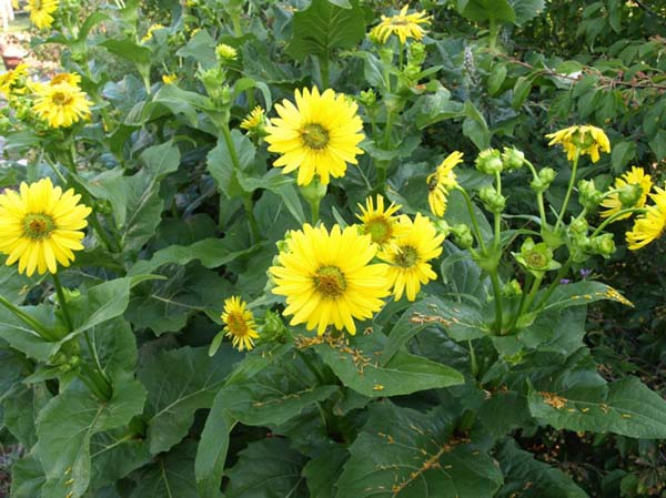 1628220648167702.jpg image.jpg