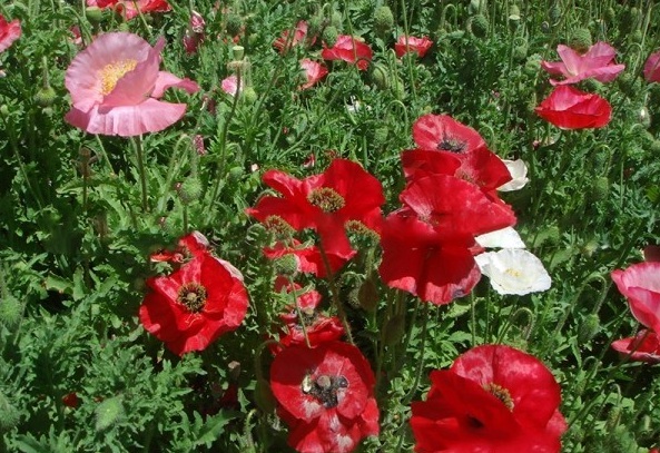 1628225219347610.jpg image.jpg