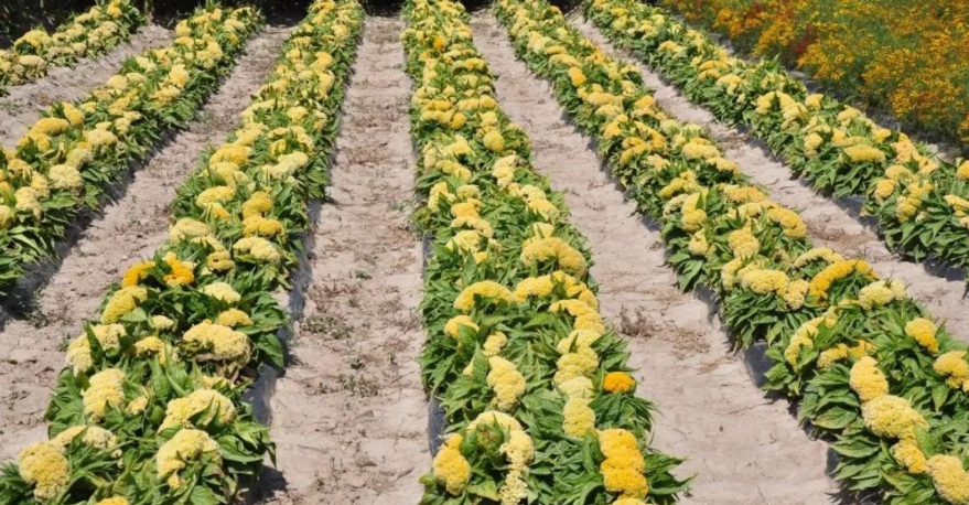 1628240619933832.jpg image.jpg