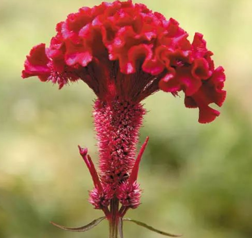 1628240630111269.jpg image.jpg