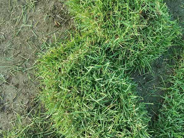 1628241050656932.jpg image.jpg