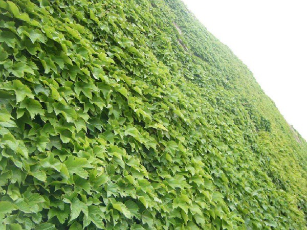 1628245967780605.jpg image.jpg