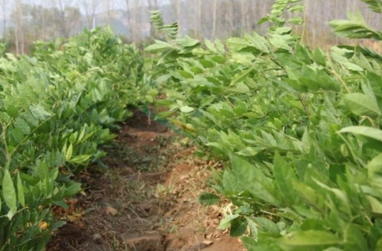 1628254460800860.jpg 360截圖20210806205408275.jpg