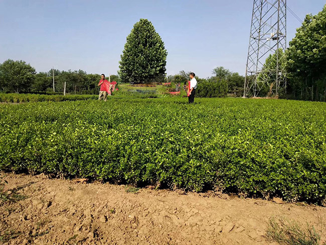 小葉黃楊 小葉黃楊