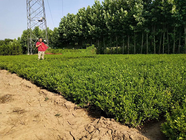 小葉黃楊 小葉黃楊