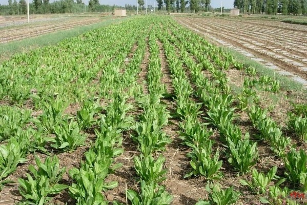 1628382661801557.jpg J~KEJ4}$LOI~MZEZQK3883W.jpg