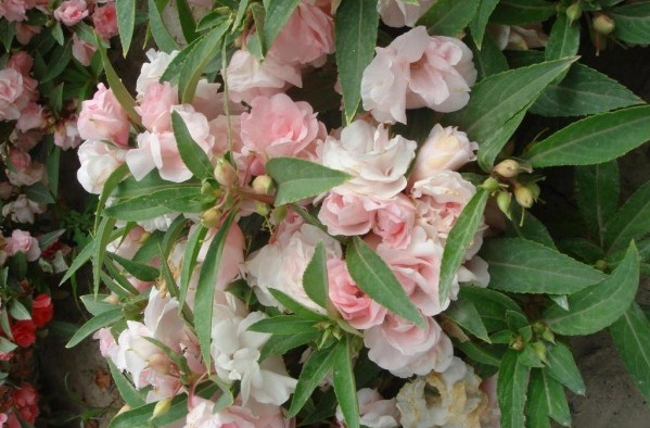 1628422524275961.jpg 1628422519(1).jpg