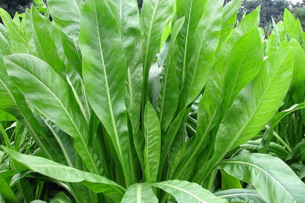 栽種優(yōu)質(zhì)牧草——菊苣種子營(yíng)養(yǎng)價(jià)值高 養(yǎng)兔首選