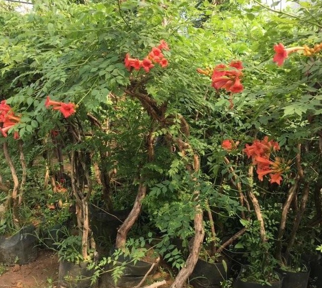 1628424186405475.jpg 1628424177(1).jpg