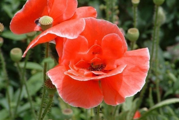 1628425481597533.jpg 1628425466(1).jpg