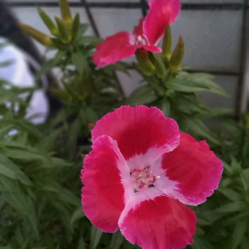 古代稀的生長(zhǎng)習(xí)性形態(tài)及用途