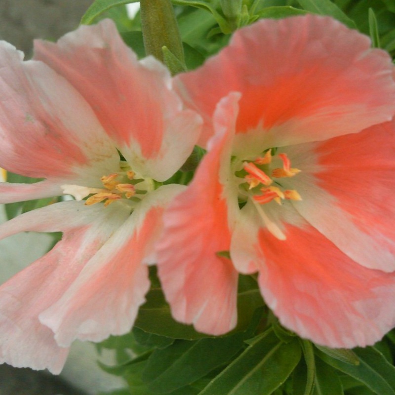 古代稀的生長(zhǎng)習(xí)性形態(tài)及用途